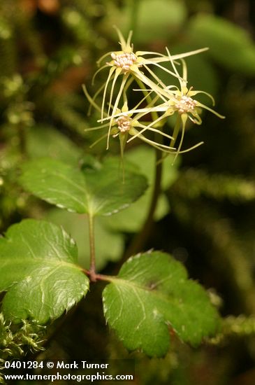 Cut-leaved Goldthread