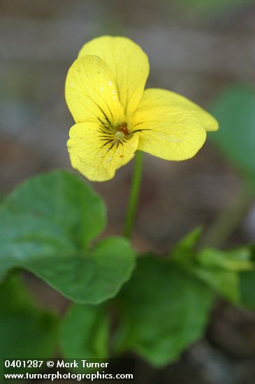 Evergreen Violet blossom & foliage