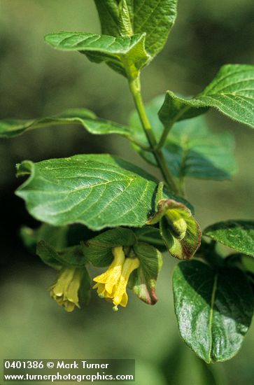 Black Twinberry blossoms & foliage