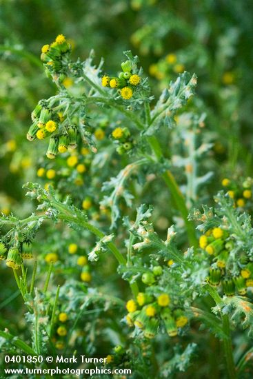 Common Butterweed blossoms & foliage