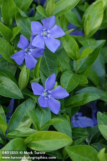 Common Periwinkle blossoms & foliage detail