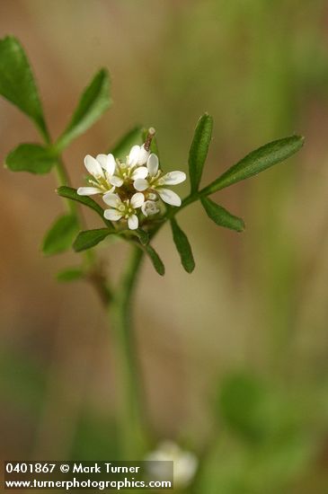 Hairy Bittercress blossoms & stem leaves detail