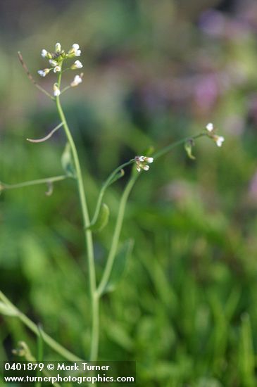 Thale Cress blossoms & stem detail