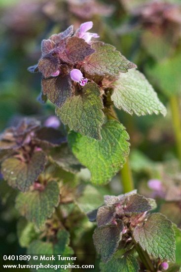 Red Henbit blossoms & foliage detail