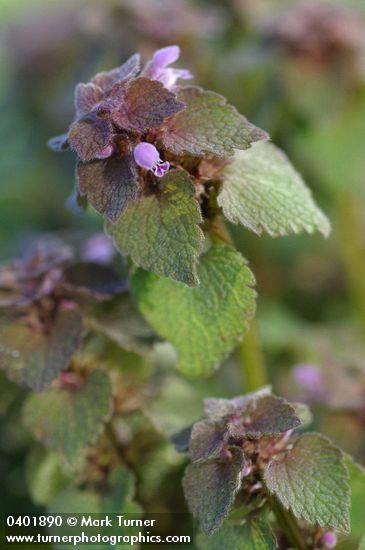 Red Henbit blossoms & foliage detail