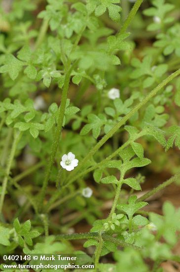 Meadow Nemophila