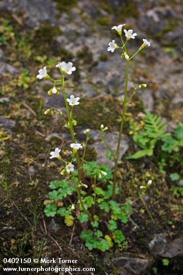 Suksdorf's Romanzoffia