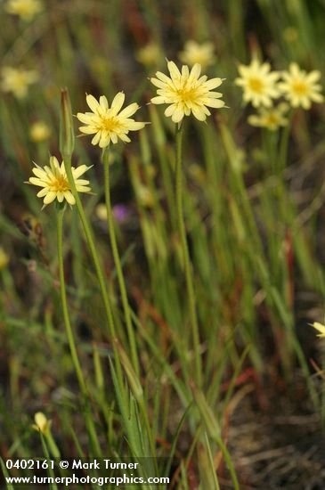 Lindley's Annual Microseris