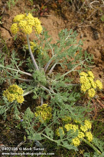 Large-fruited Biscuitroot (yellow form)