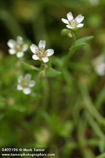 Pale Montia blossoms