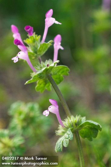 Clasping Henbit blossoms & foliage