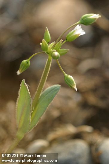 Jagged Chickweed blossom, seeds & foliage detail