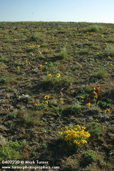 Lithosol community w/ Rosy Balsamroot, Narrowleaf Goldenweed, Bluebunch Wheatgrass, Woolly-pod Milk-vetch