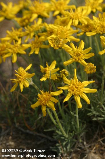 Narrowleaf Goldenweed