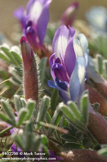 Woolly-pod Milk-vetch blossoms & foliage detail