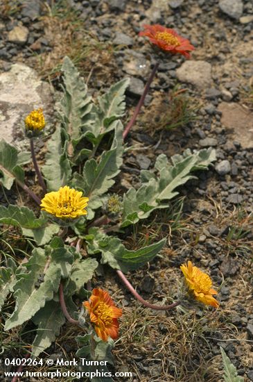 Rosy Balsamroot