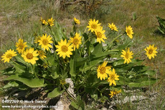 Carey's Balsamroot