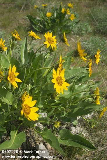 Carey's Balsamroot