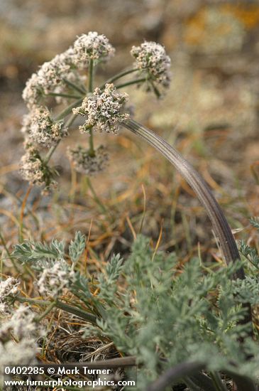 Large-fruited Biscuitroot (white form)