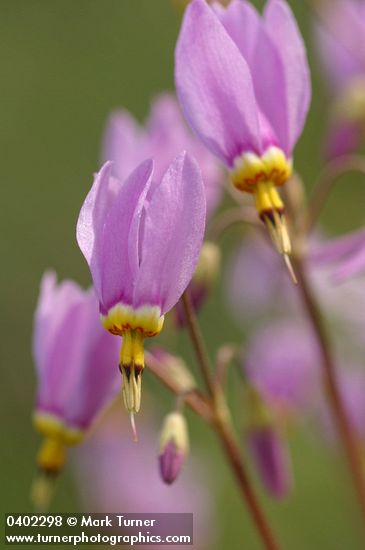 Sticky Shooting Star blossoms detail
