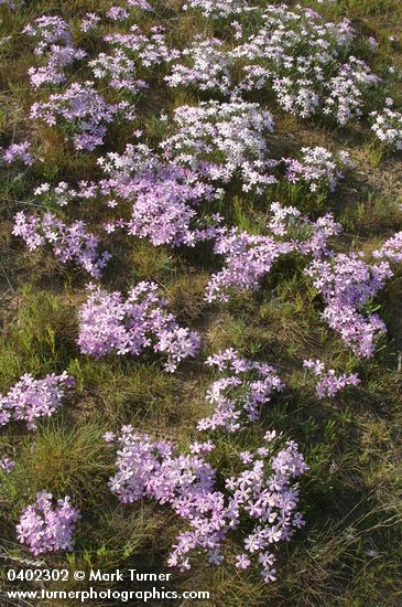 Long-leaf Phlox