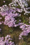 Long-leaf Phlox