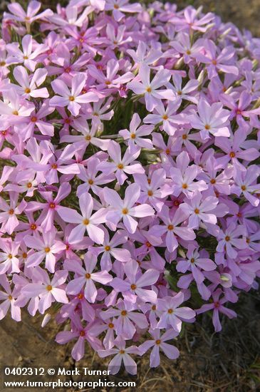 Long-leaf Phlox blossoms