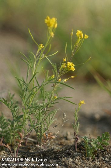 Western Tansy Mustard