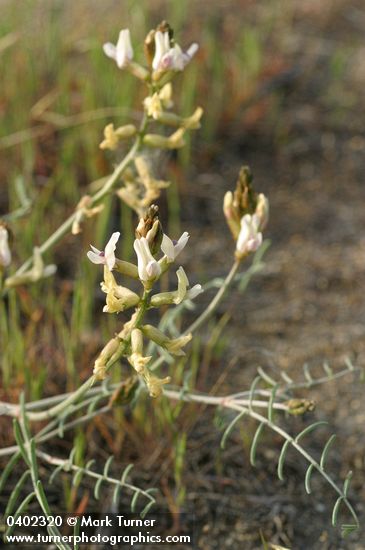 Curved-pod Milkvetch