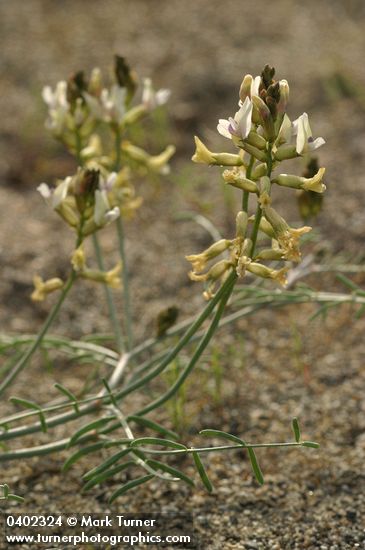Curved-pod Milkvetch