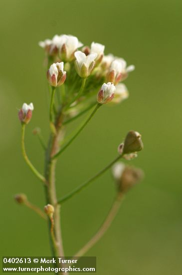 Shepherd's Purse blossoms & immature seeds detail