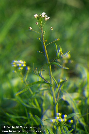 Shepherd's Purse blossoms & immature seeds