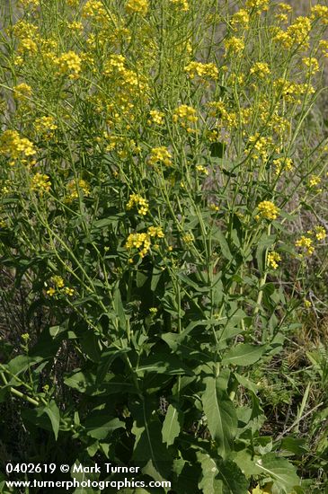 Field Mustard