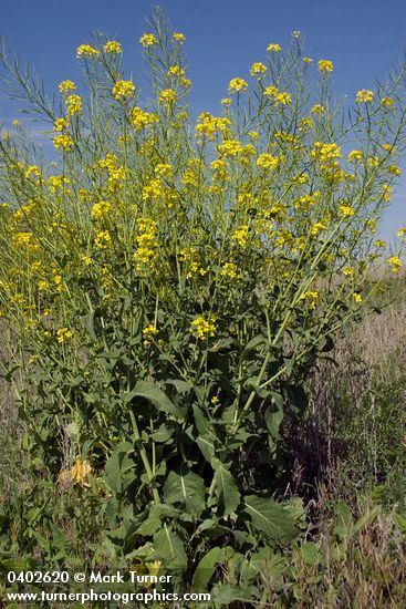 Field Mustard under blue sky