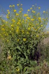 Field Mustard under blue sky