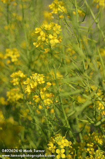 Field Mustard blossoms & immature seeds