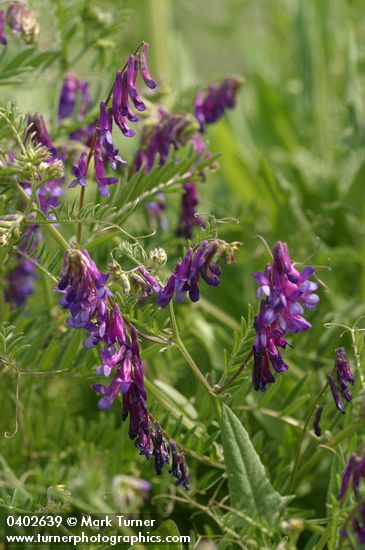 Annual Cow Vetch blossoms & foliage