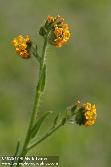 Rigid Fiddleneck blossoms & foliage