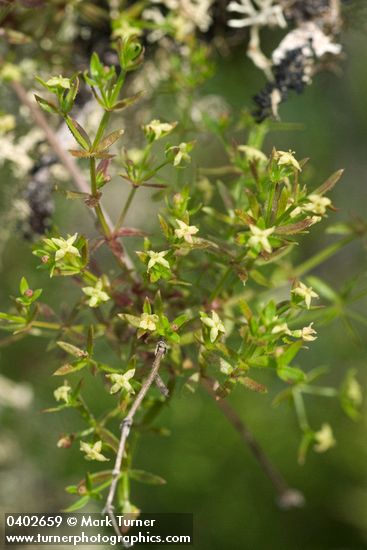 Graceful Bedstraw
