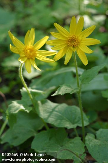 Heartleaf Arnica