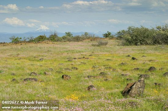 Patterned ground w/ Goldstars & Rosy Plectritis on Lower Table Rock w/ Mt. McLoughlin bkgnd