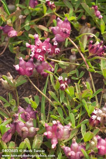 Poverty Clover blossoms & foliage detail