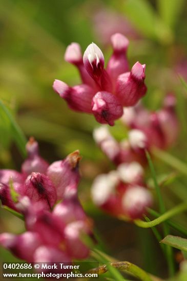 Poverty Clover blossoms extreme detail