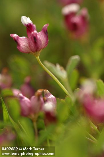 Poverty Clover blossoms detail