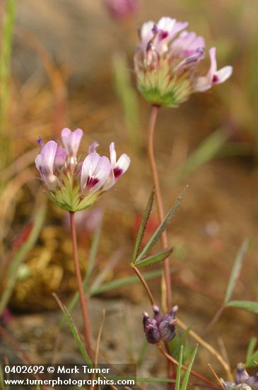 White-topped Clover