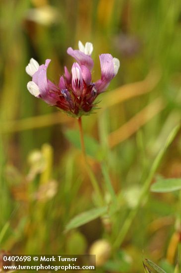 White-topped Clover blossoms detail