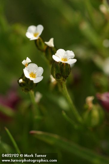 Douglas Sandwort blossoms detail