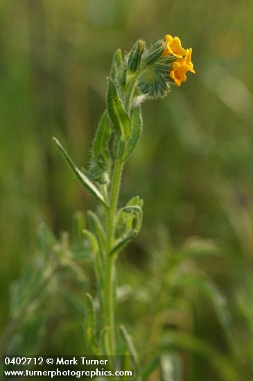 Rancher's Fiddleneck blossoms & foliage detail