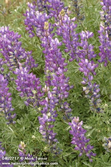 Whiteleaf Lupine