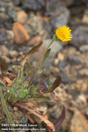 Seaside Dandelion